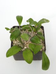 Hoya Shadow