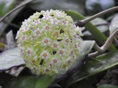 Hoya verticilata red leaf
