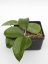Hoya Fuscomarginata