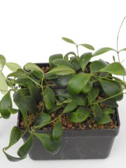 Hoya Isabel Chanae