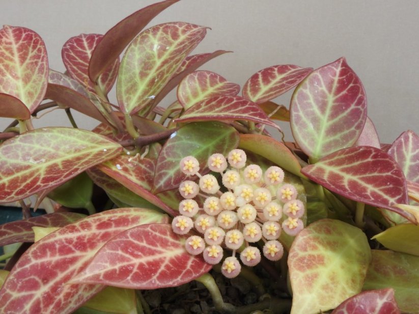 Hoya sunrise