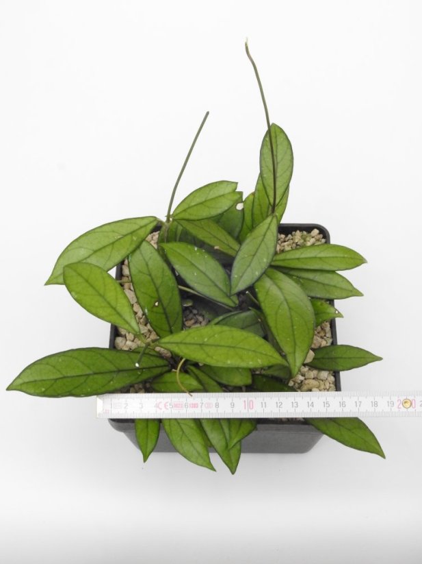 Hoya crassipetiolata