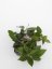Hoya parasitica black edge