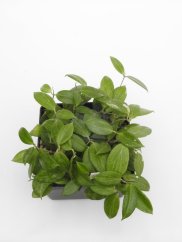 Hoya fitchii