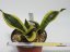 Sansevieria trifasciata twisted sister  No.2