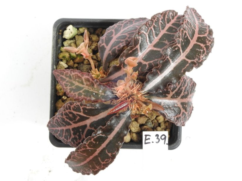 Euphorbia francoisii hybrid  No.39