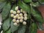 Hoya krohniana black