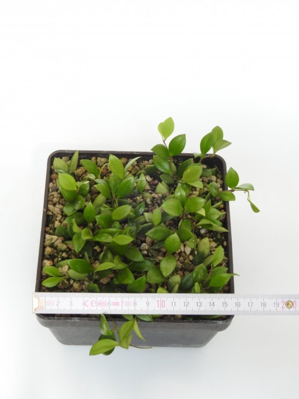 Hoya picta
