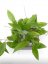 Hoya cinnamomifolia