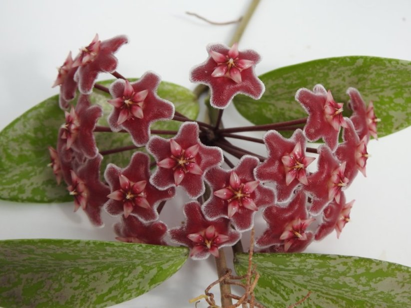 Hoya pubicalyx pink silver splash