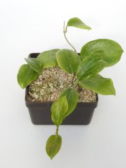 Hoya Merillii