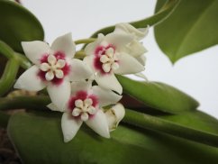 Hoya Calycina