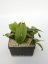 Hoya MB 1253-77