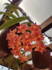 Hoya Bordenii Cf