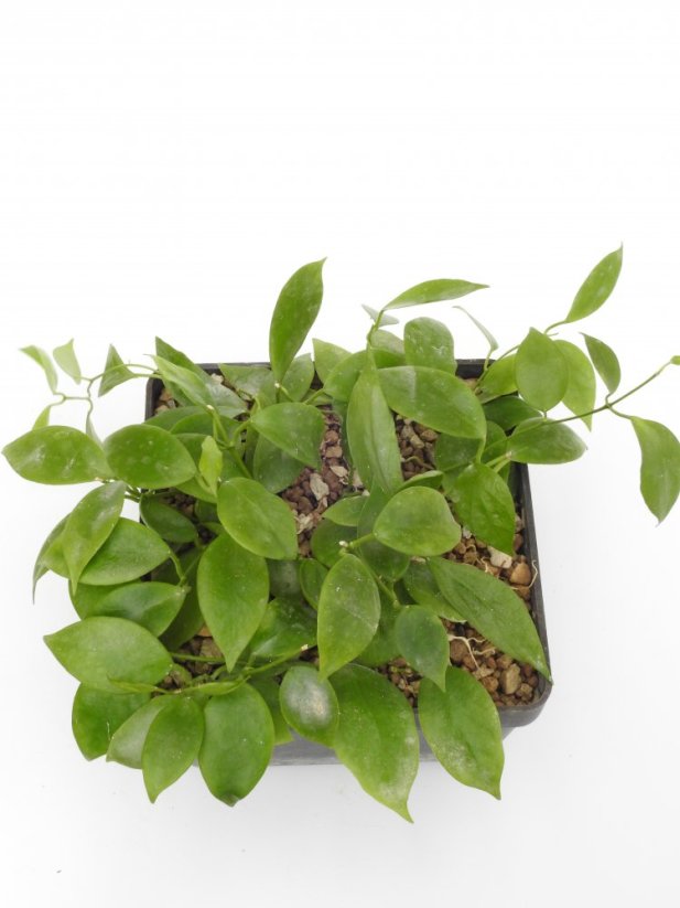 Hoya diptera žl. kv.