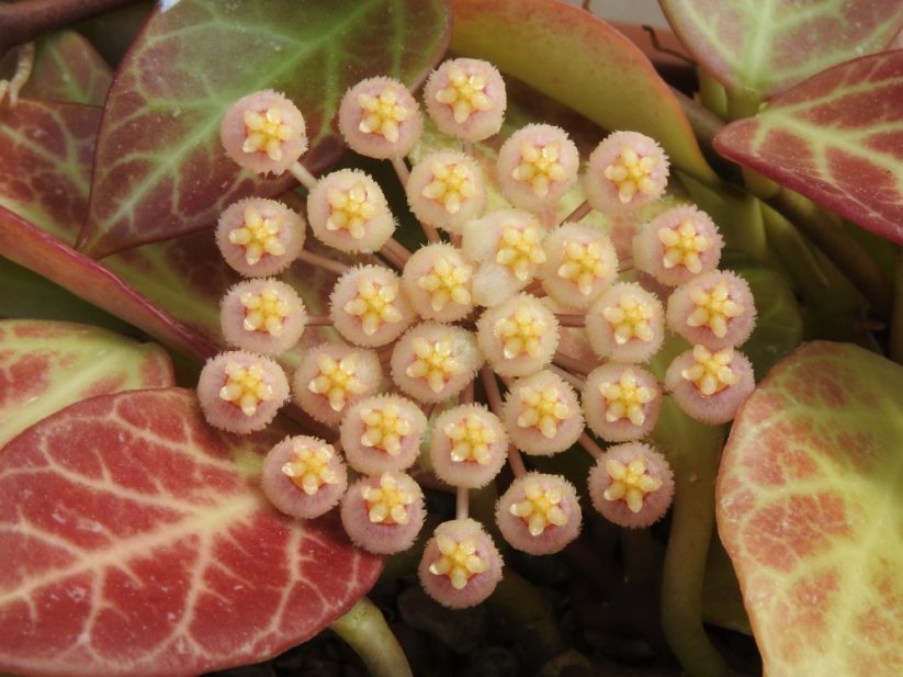 Hoya sunrise