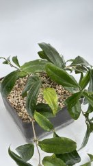 Hoya erythrina Cameroon Island