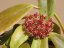 Hoya ilagiorum