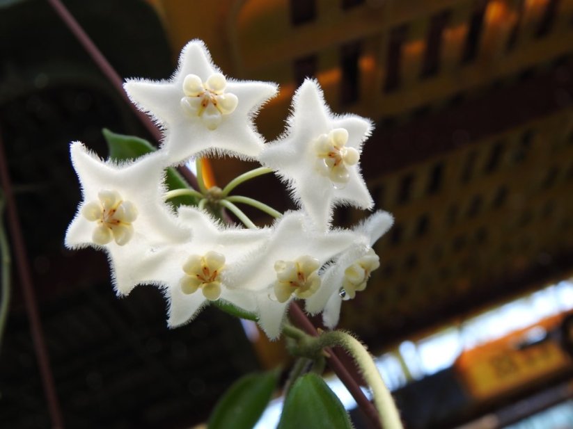 Hoya stoneana