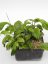 Hoya UT-033 Apple Green