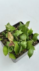 Hoya sp. Haruku IPPS 3759