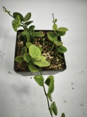 Hoya Biakensis splash