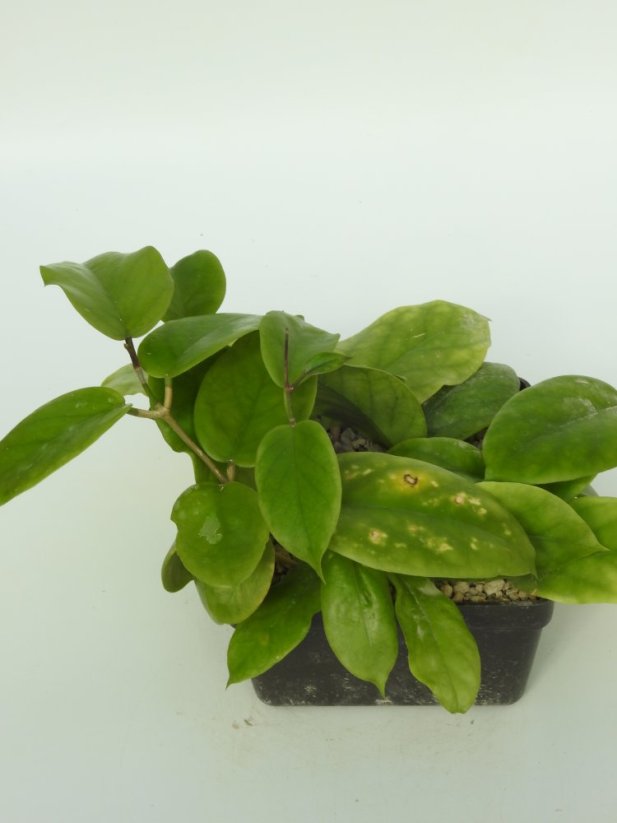 Hoya PNG 436