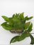 Hoya rigida pink flowers epc 605