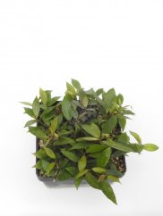 Hoya lacunosa Rebecca