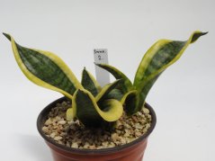 Sansevieria trifasciata twisted sister No.2