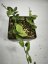 Hoya Biakensis splash