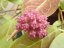 Hoya ut-039 flores island