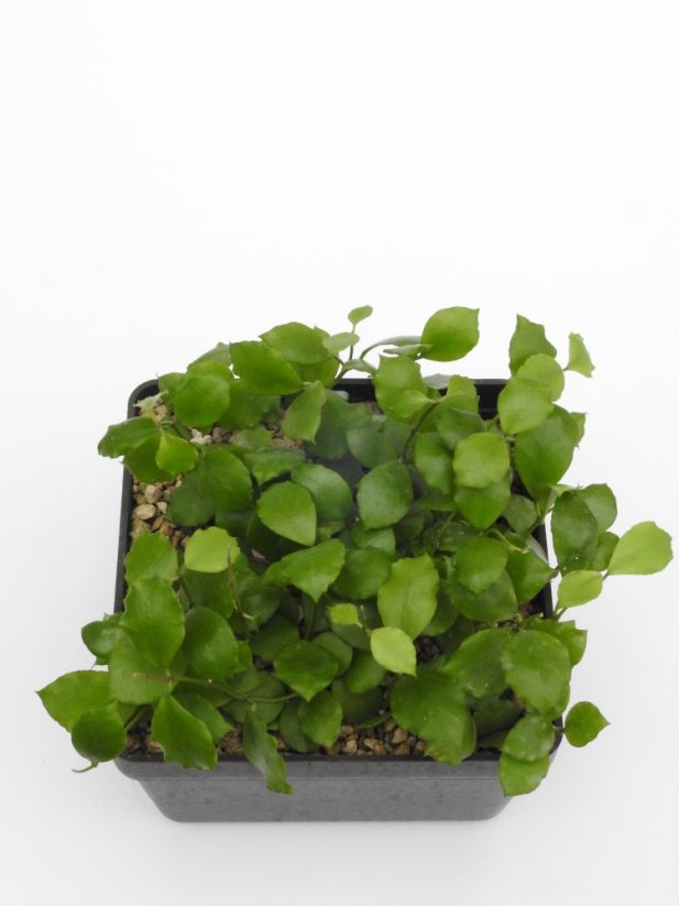 Hoya endauensis
