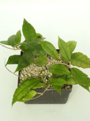 Hoya Nong Nooch IML 1541