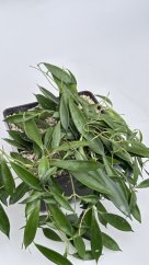 Hoya kuhlii