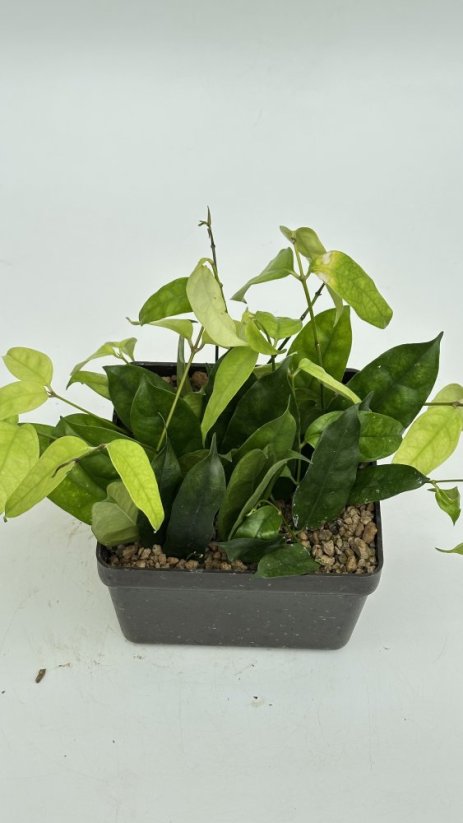 Hoya campanulata