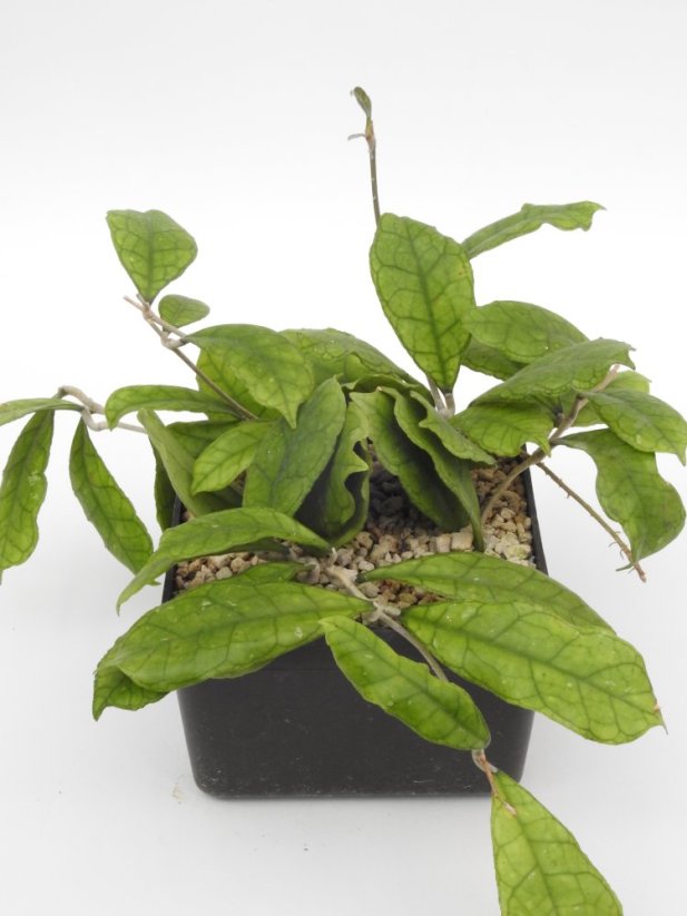 Hoya Finlaysonii Orabella