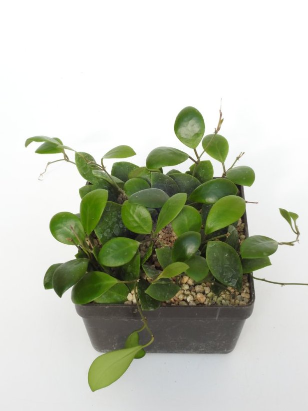 Hoya Lucardenasiala