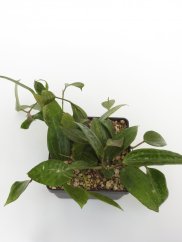 Hoya macrophylla