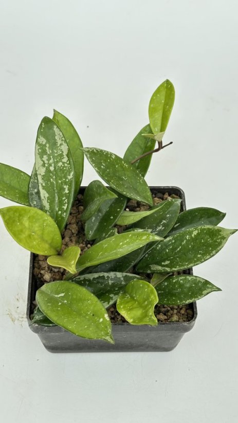 Hoya AH 074