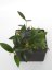 Hoya Micrantha