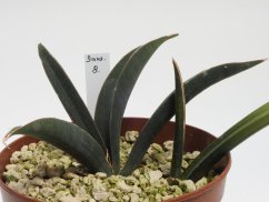 Sansevieria rhodesiana CG126.3  No.8