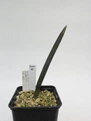 Sansevieria rhodesiana CG126.3  No.15