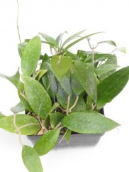 Hoya 1950