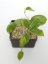 Hoya Merillii