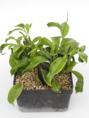 Hoya UT-033 Apple Green
