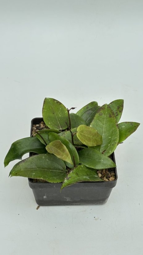 Hoya sulawesi 8867