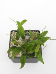 Hoya Sabah