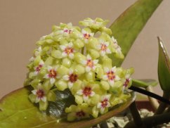 Hoya rigida IML 1424