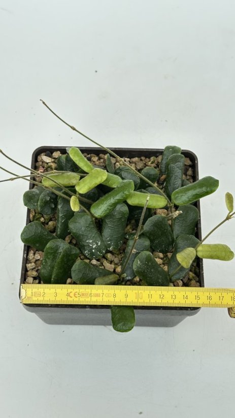 Hoya rotundiflora